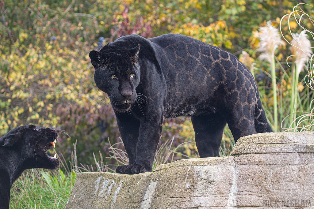 Black Jaguar