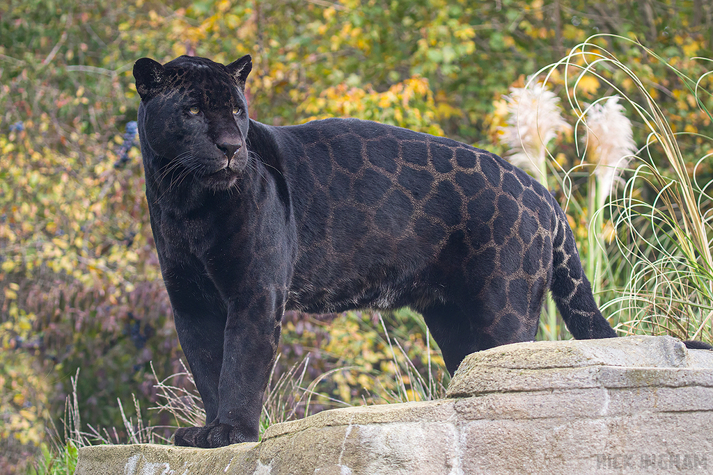Black Jaguar