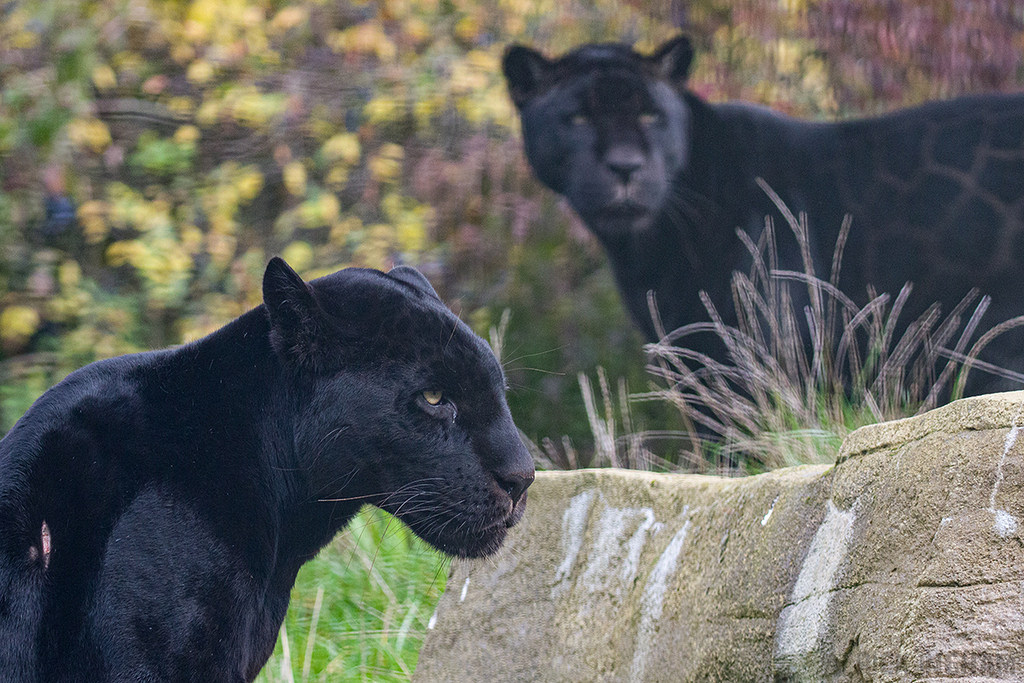 Black Jaguar