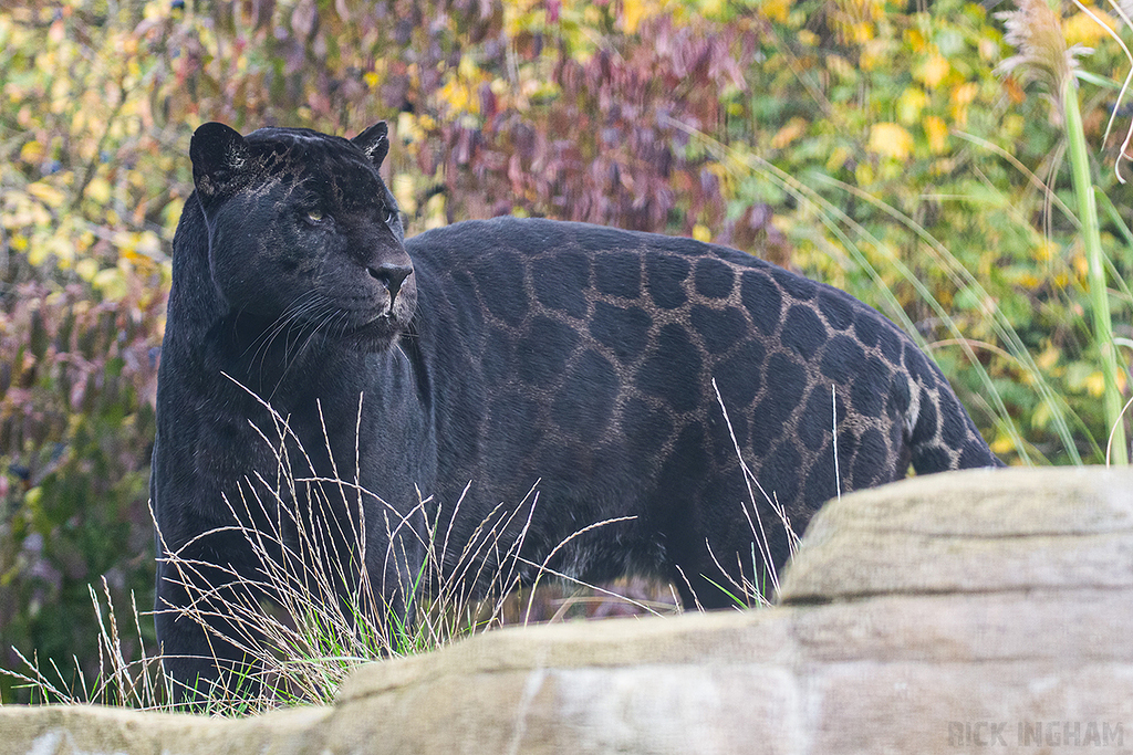 Black Jaguar
