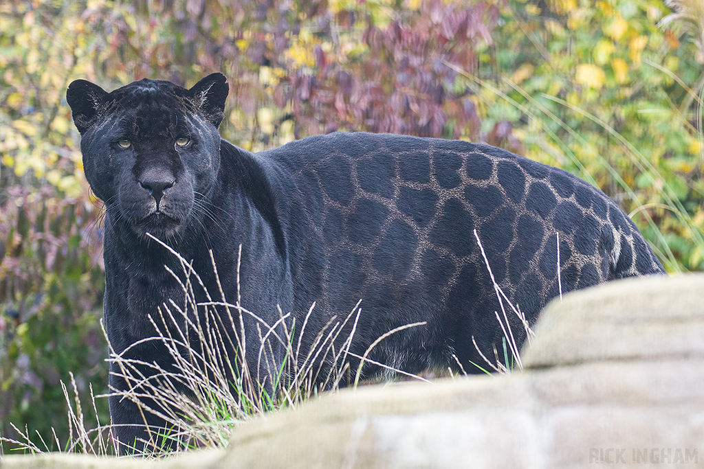 Black Jaguar