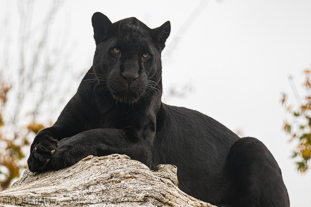 Black Jaguar
