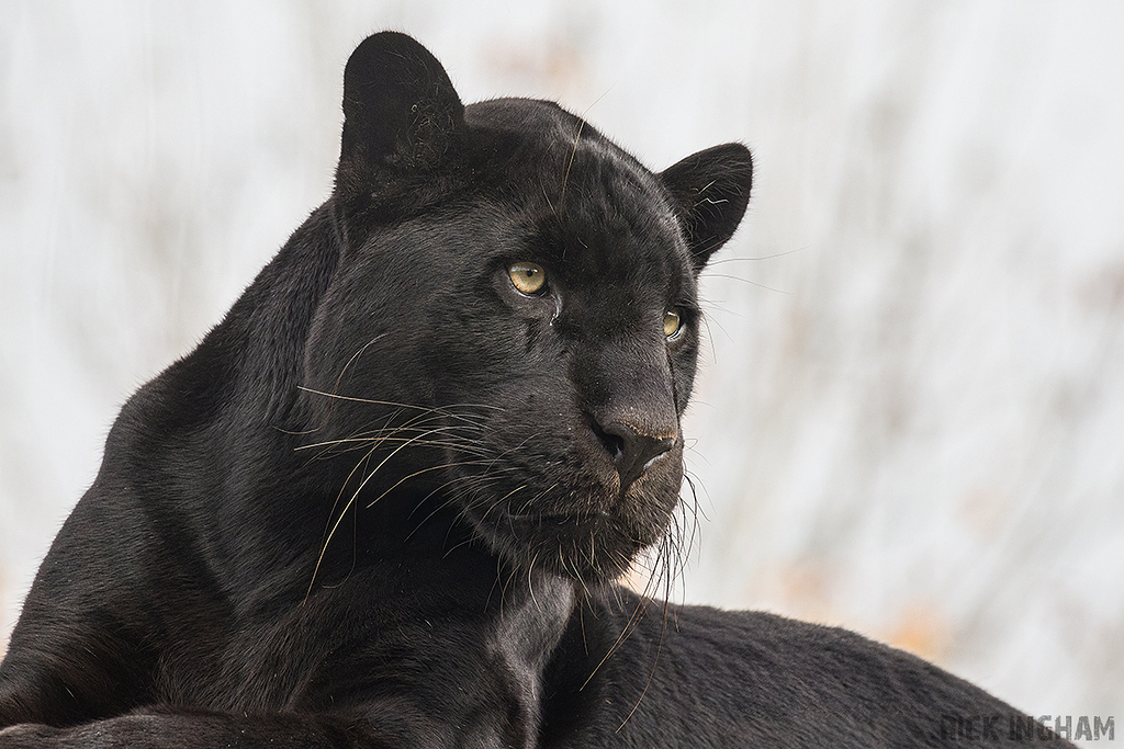 Black Jaguar