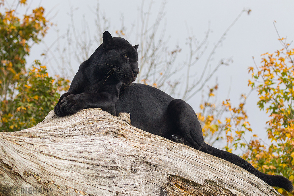 Black Jaguar