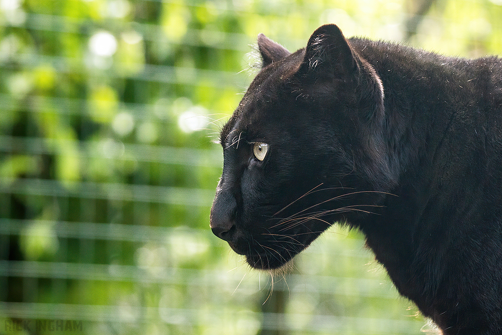 Black Leopard