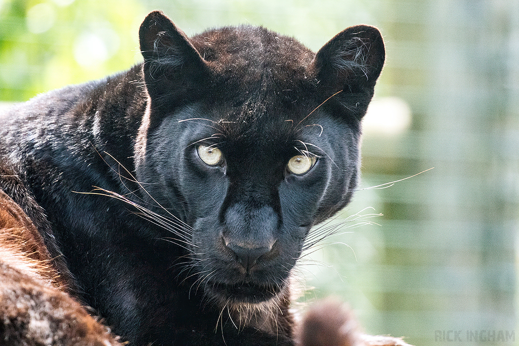 Black Leopard