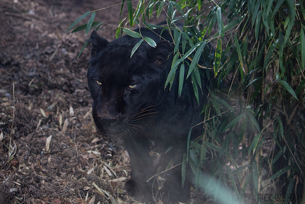 Black Leopard