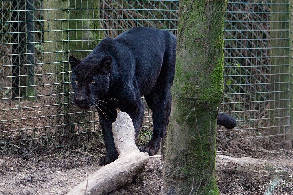 Black Leopard