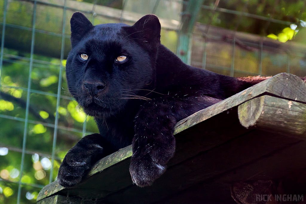 Black Leopard