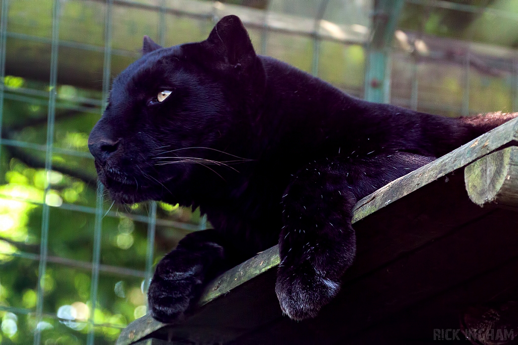 Black Leopard