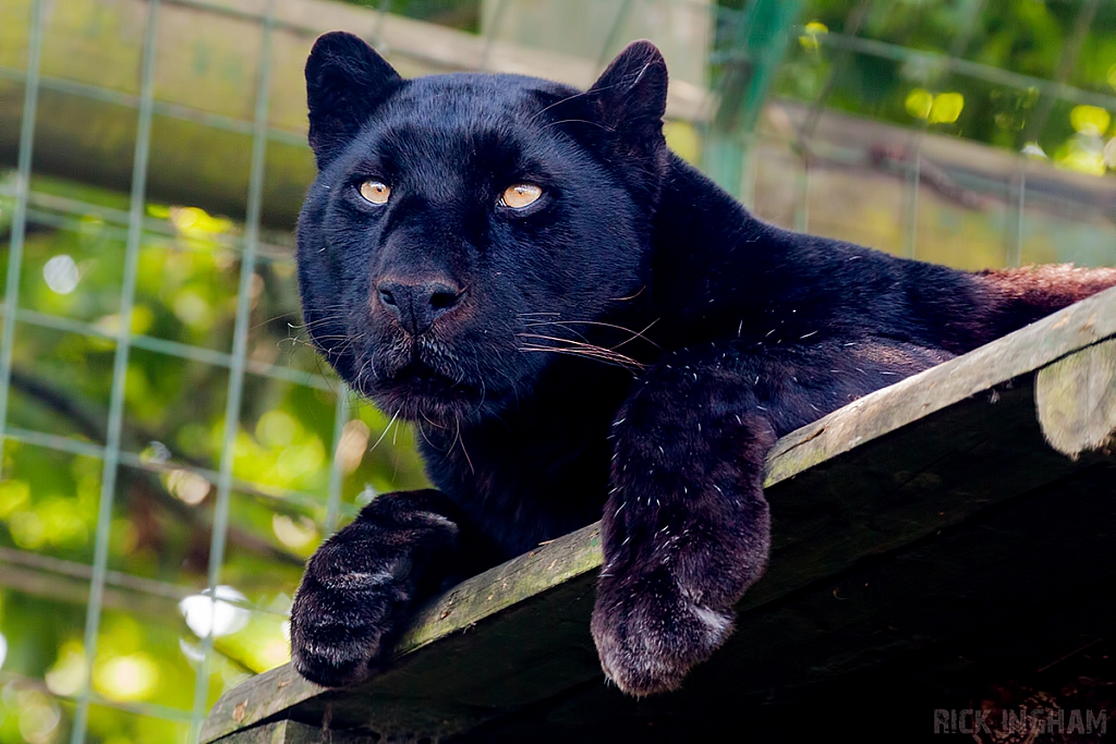 Black Leopard