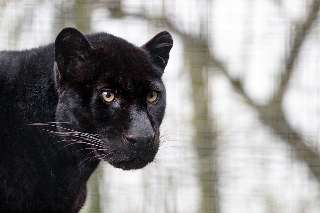 Black Leopard