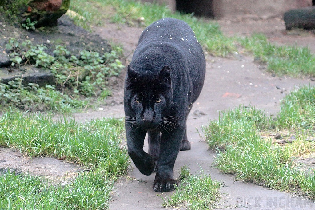 Black Leopard