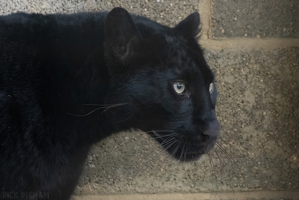 Black Leopard