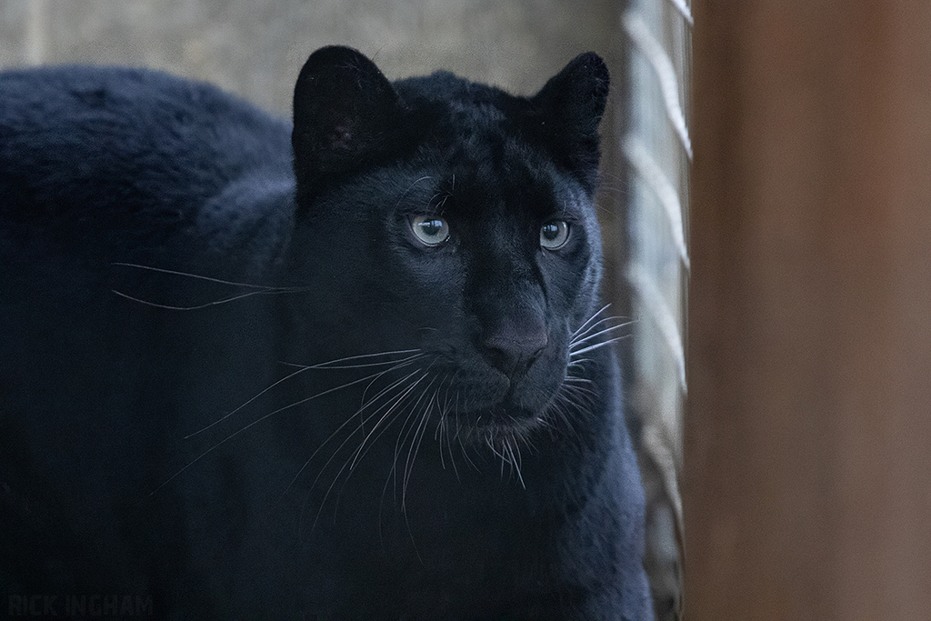 Black Leopard