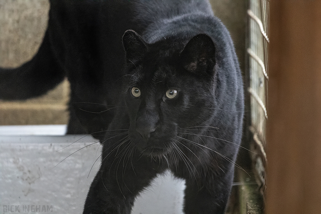 Black Leopard