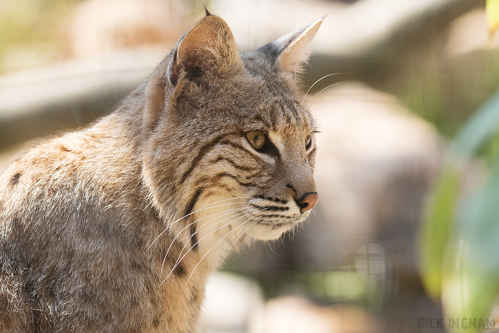 Bobcat