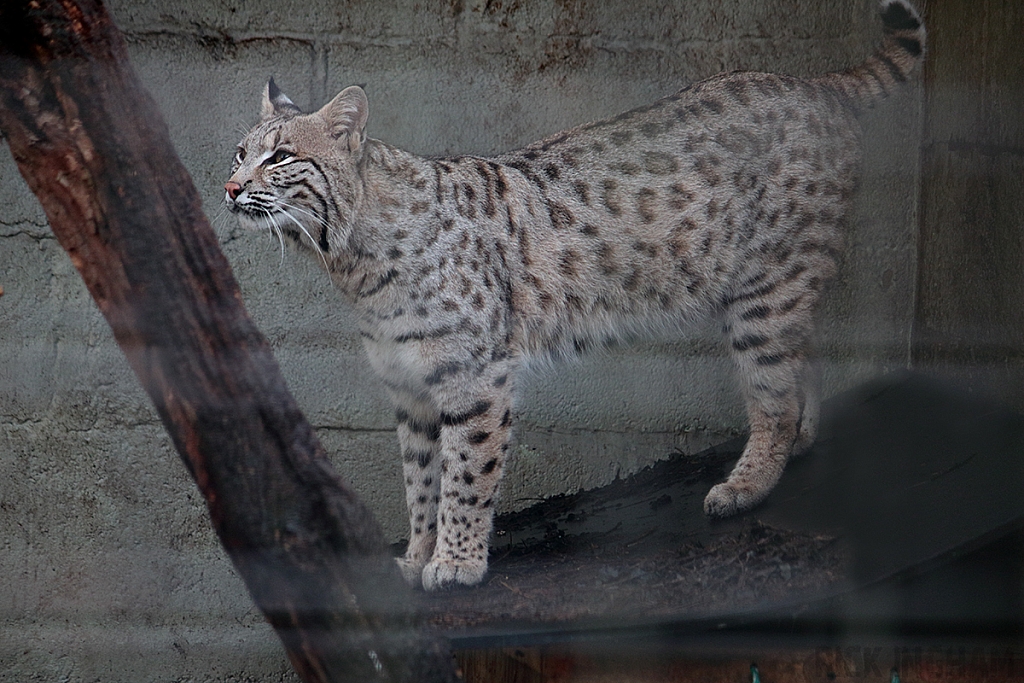 Bobcat