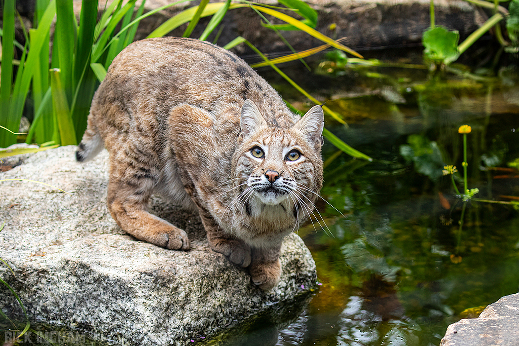 Bobcat