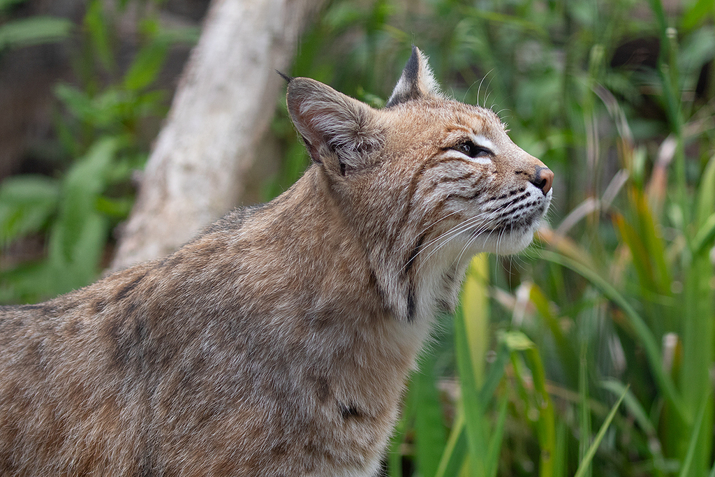 Bobcat