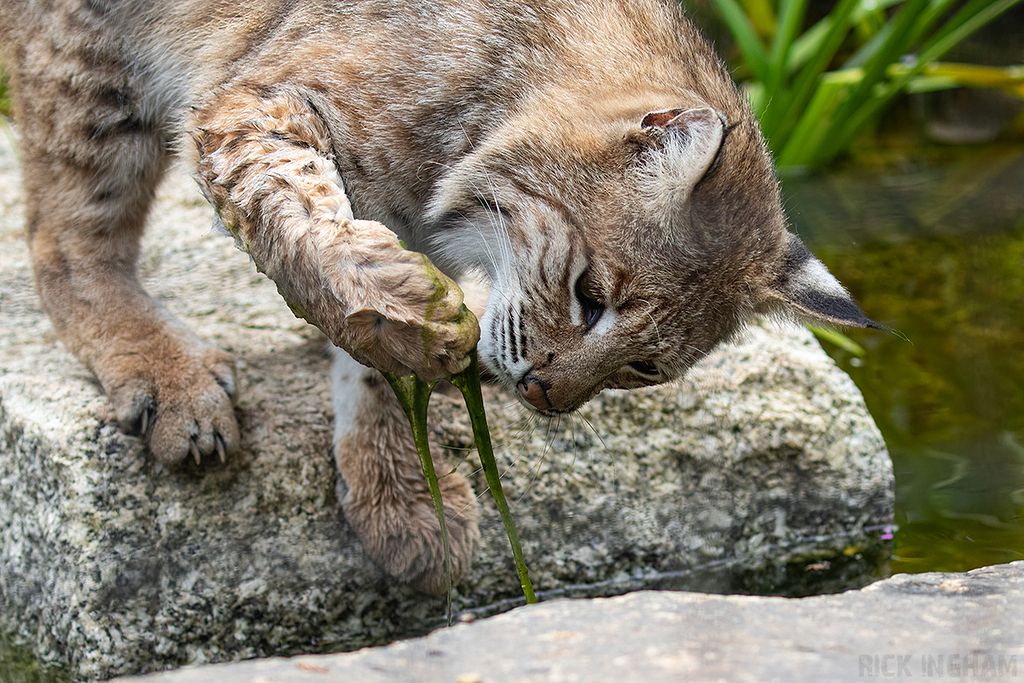Bobcat