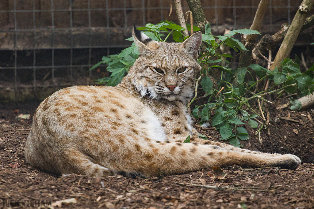 Bobcat