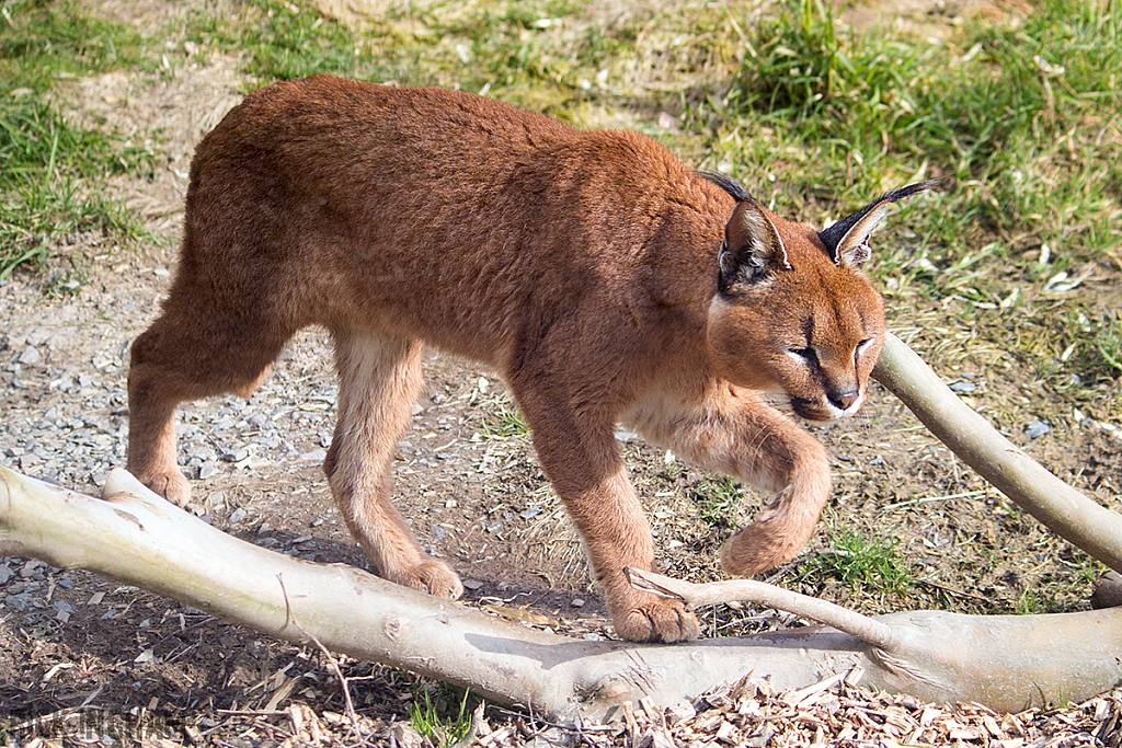 Caracal