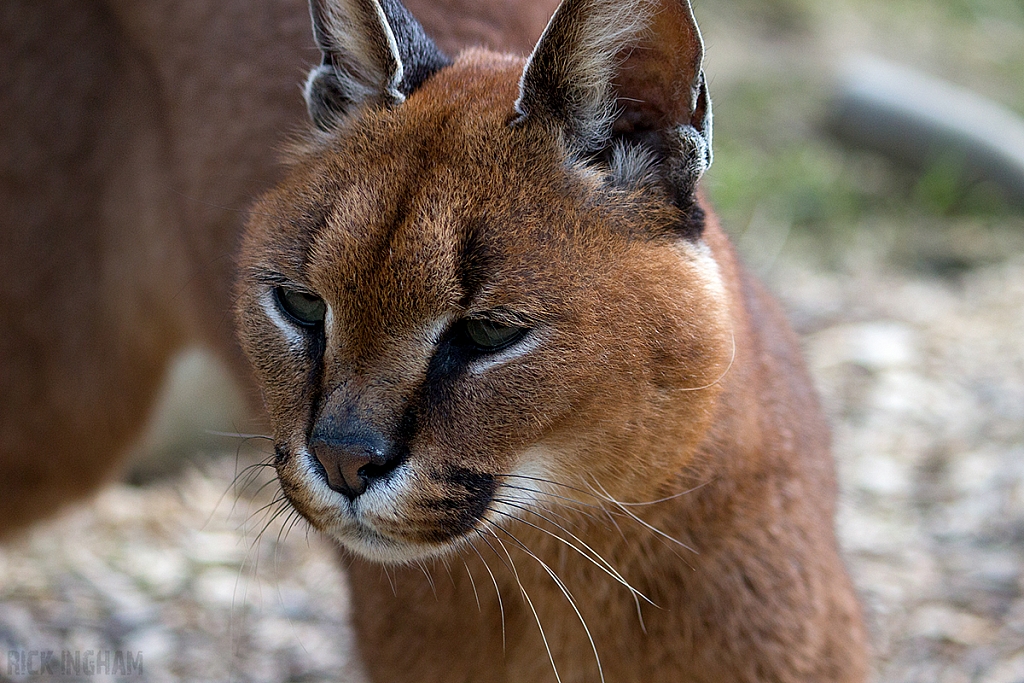 Caracal