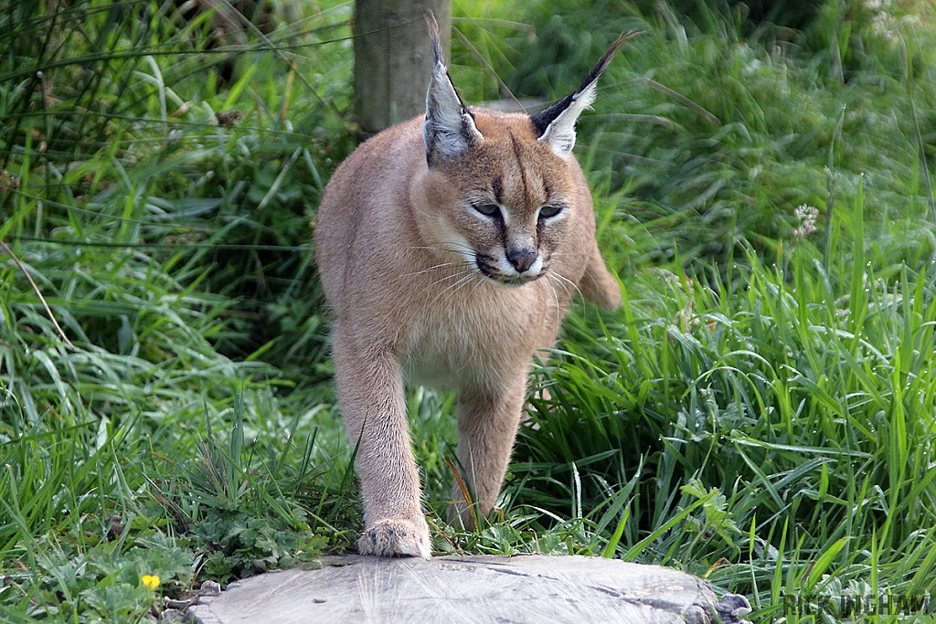 Caracal