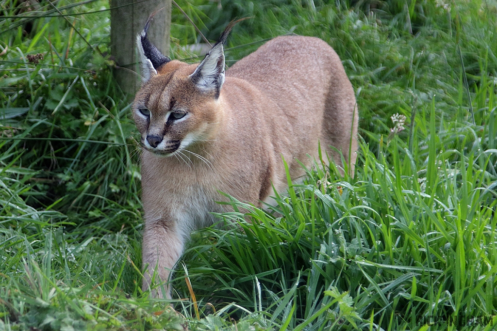 Caracal