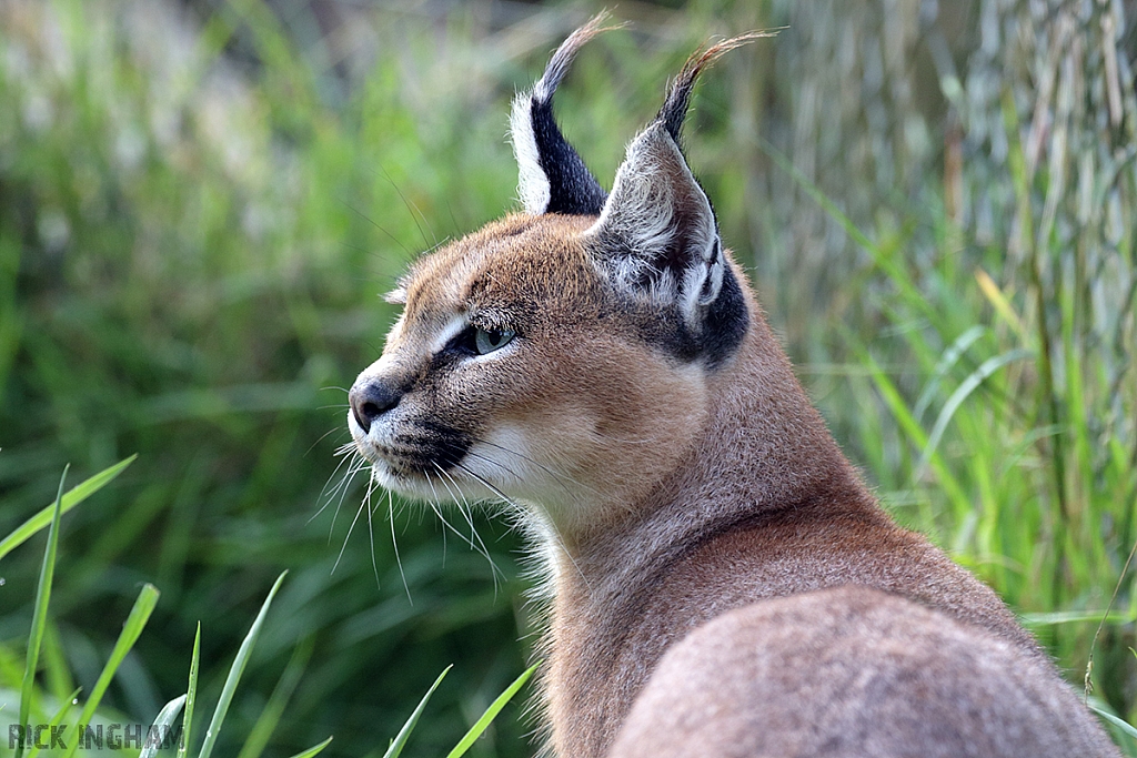 Caracal