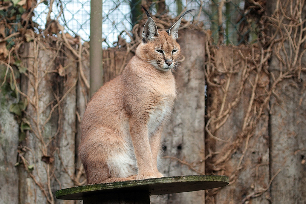 Caracal