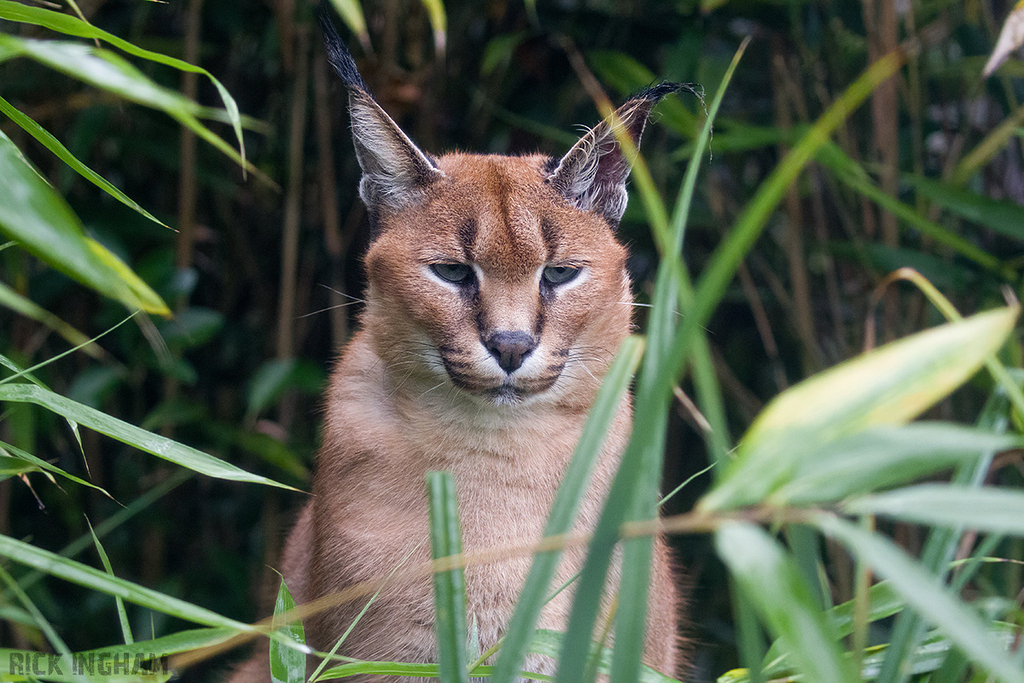 Caracal
