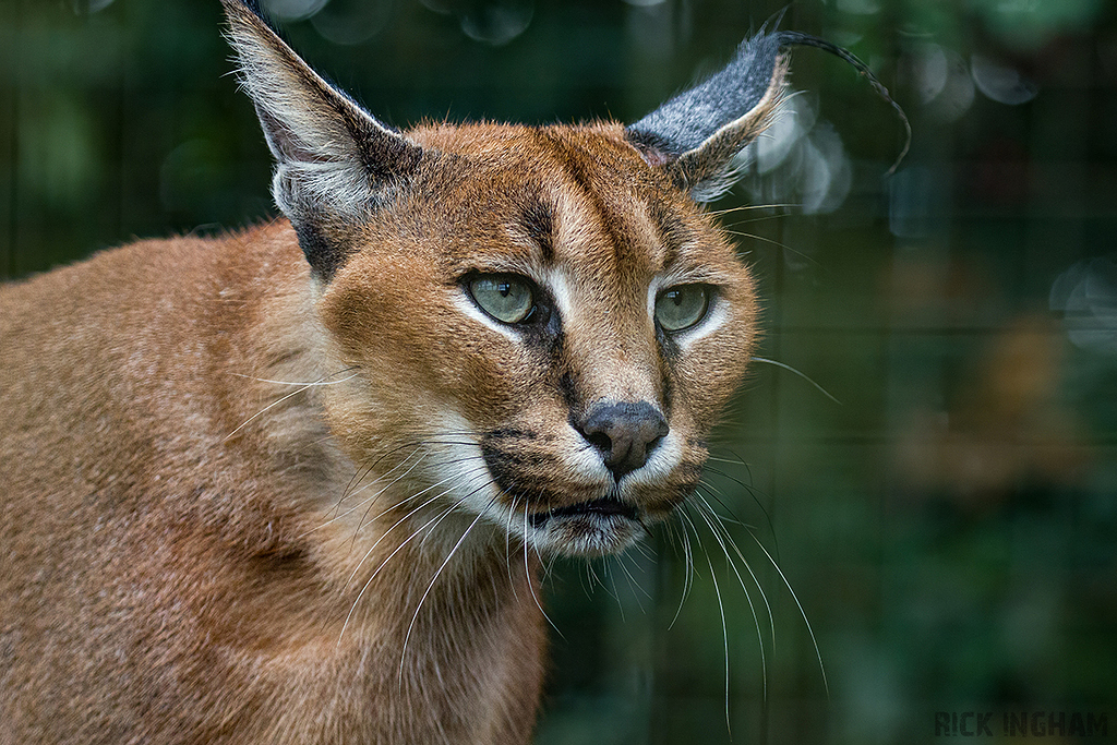 Caracal