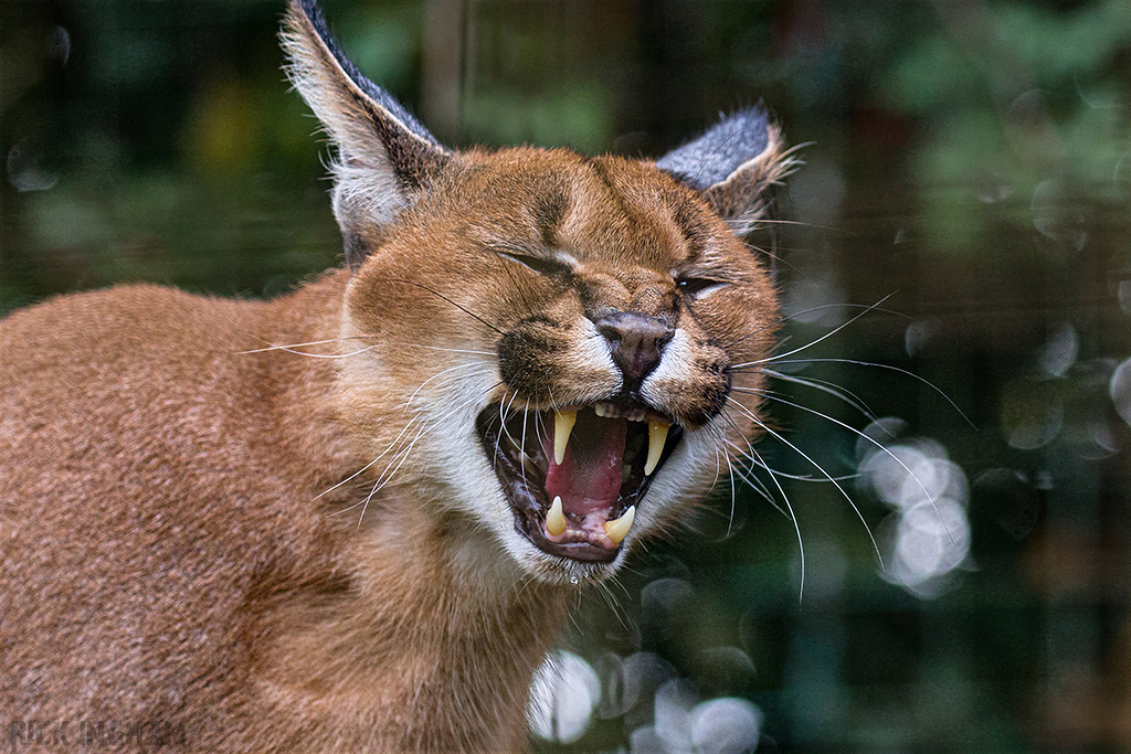 Caracal