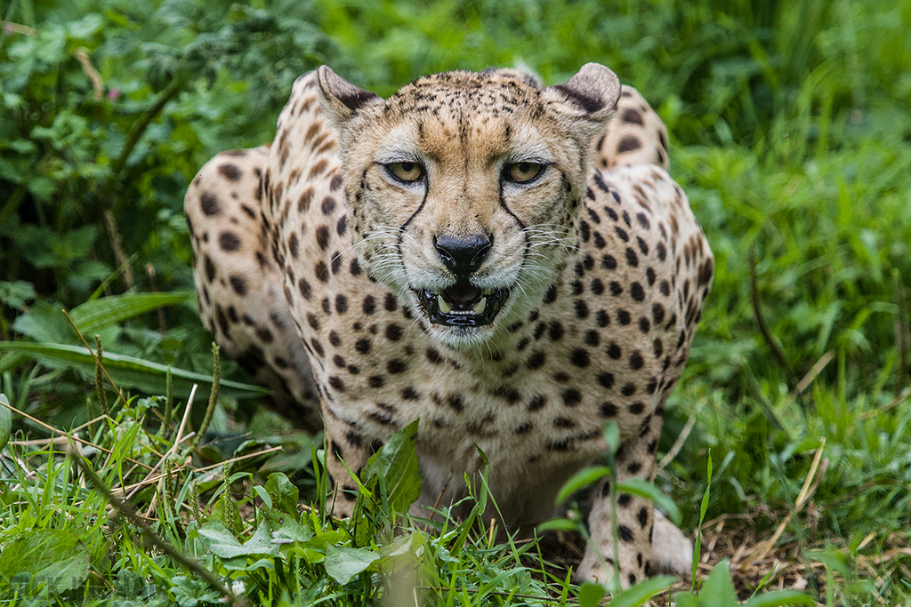 South African Cheetah | Male