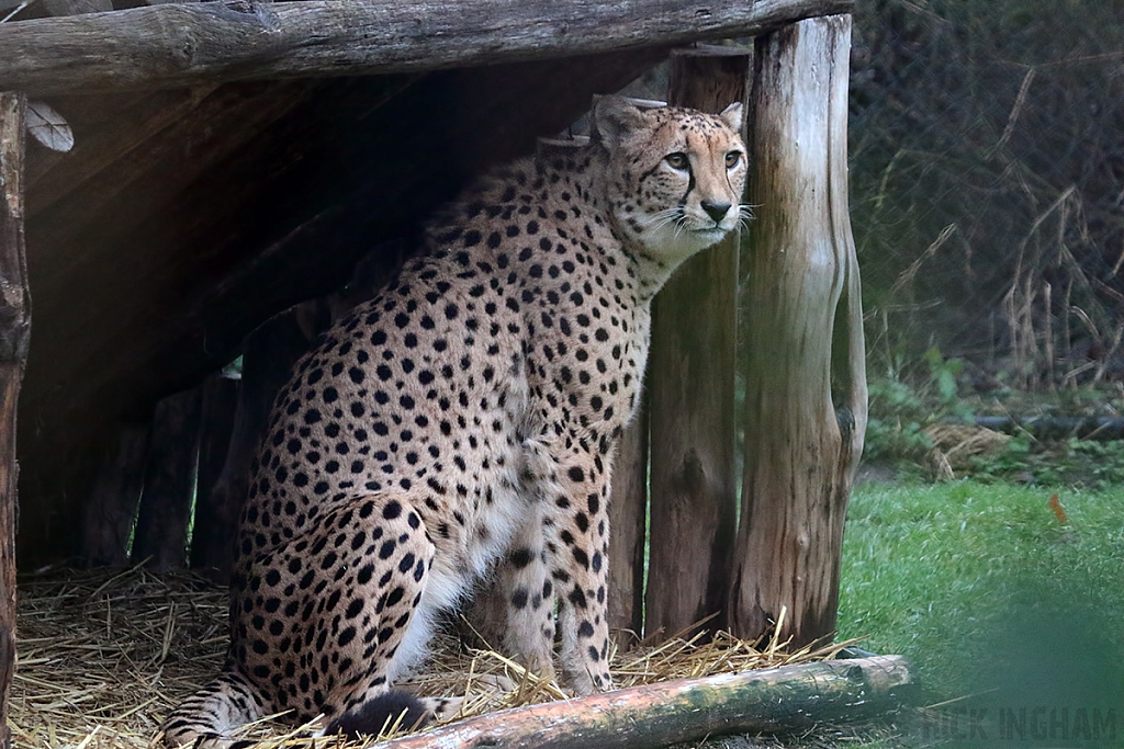 Sudan Cheetah