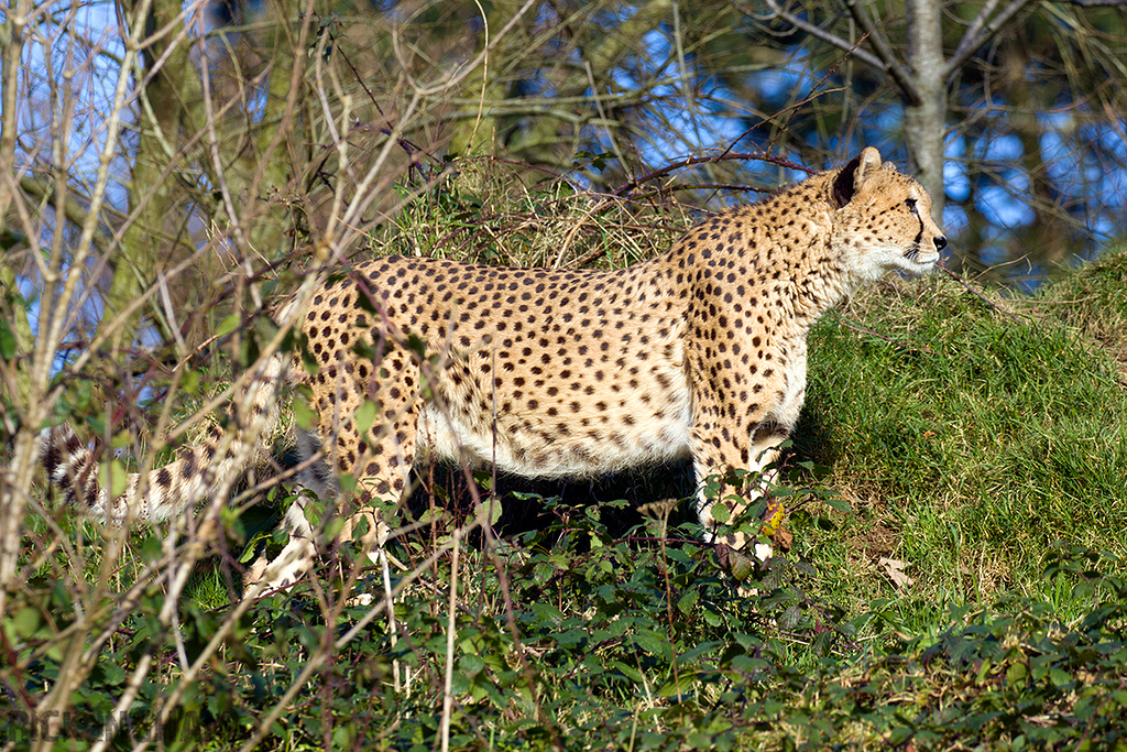 South African Cheetah | Male