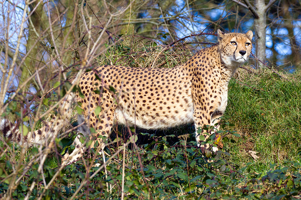 South African Cheetah | Male