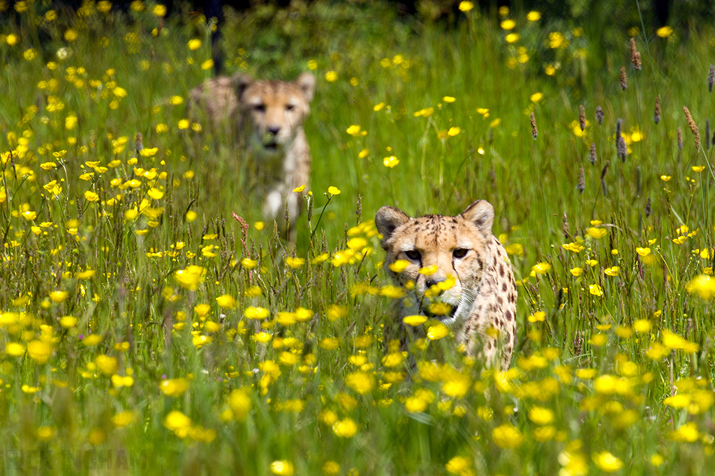 Central African Cheetah