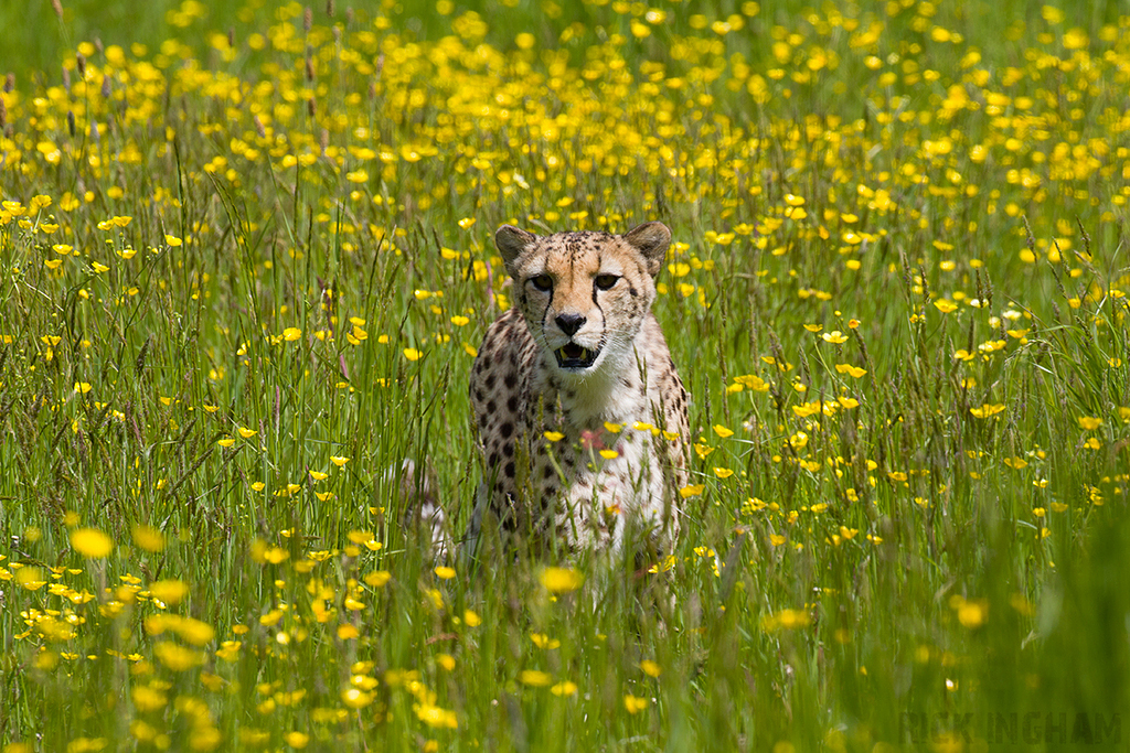 Central African Cheetah