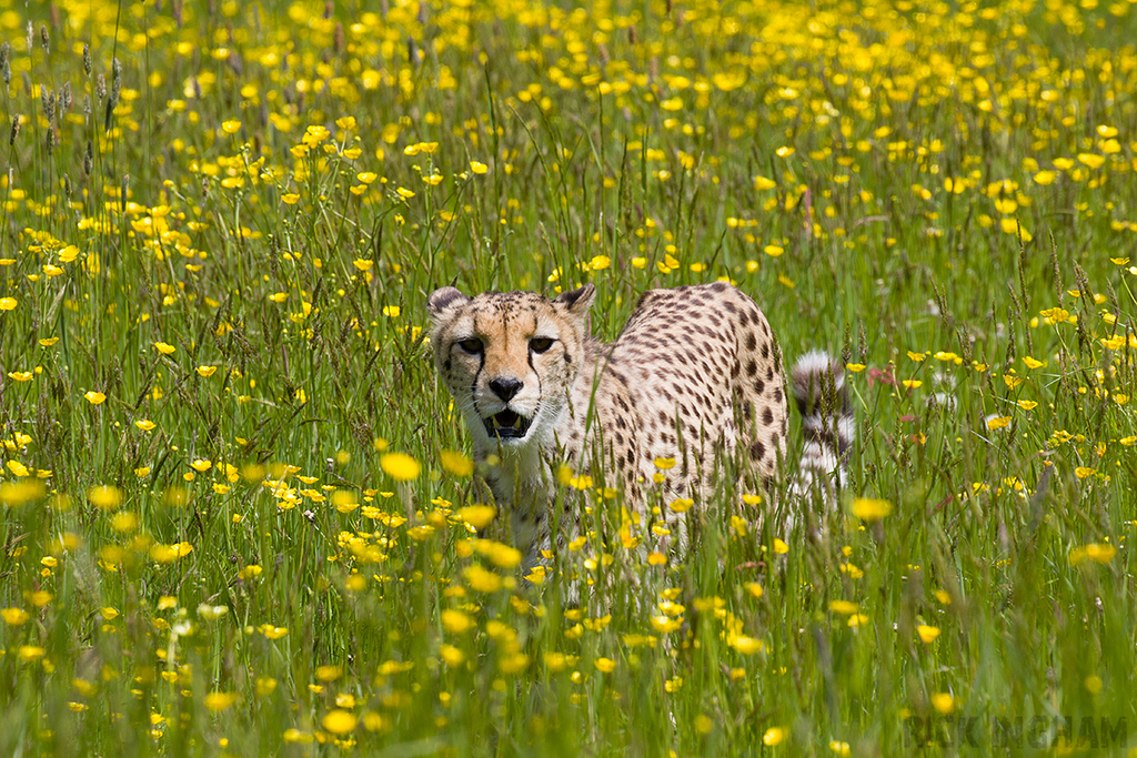 Central African Cheetah