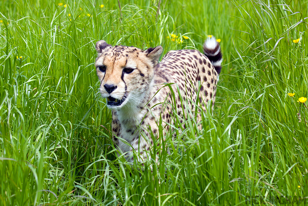 Central African Cheetah