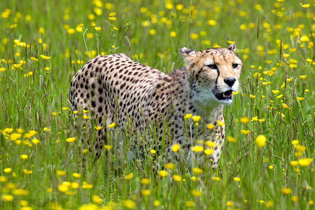 Central African Cheetah