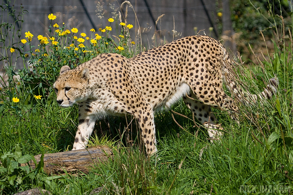 South African Cheetah | Male