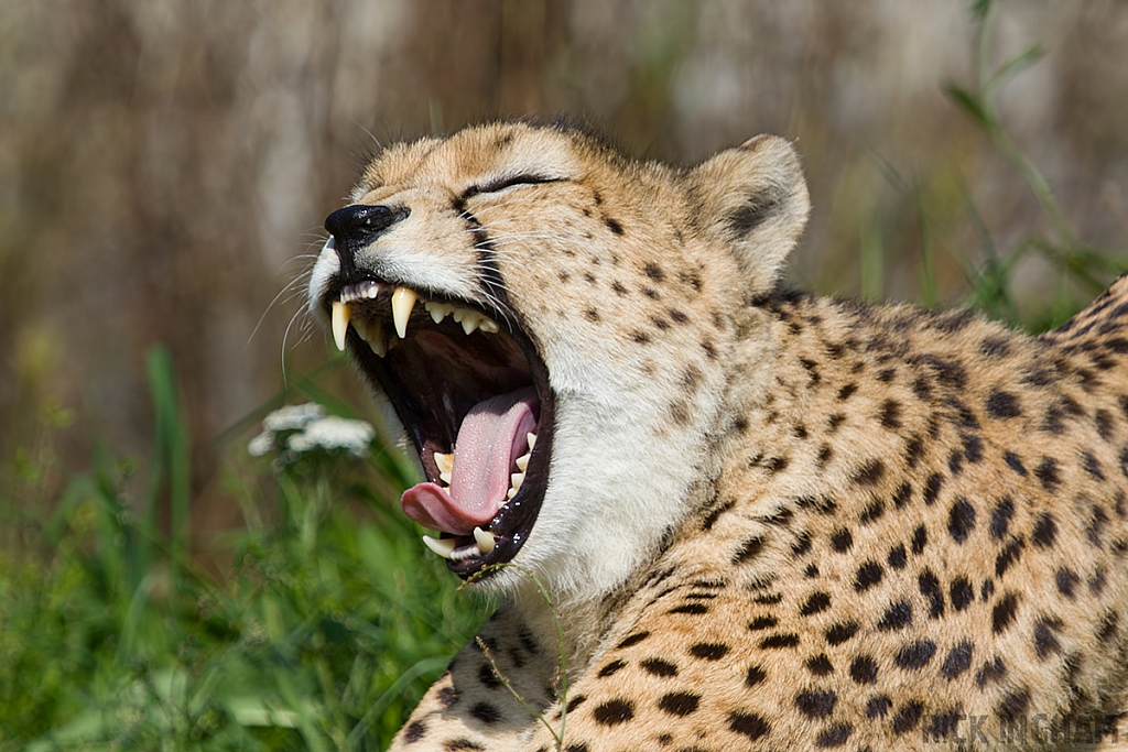 South African Cheetah | Male