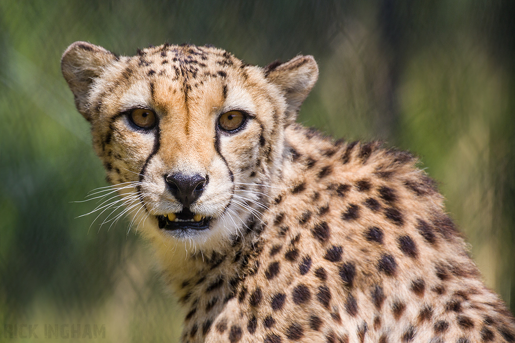 Central African Cheetah