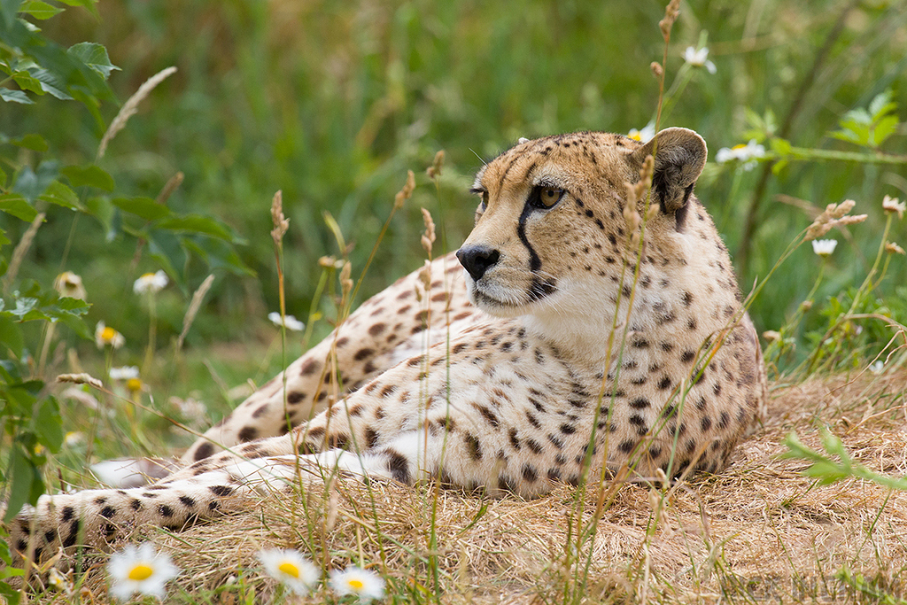 South African Cheetah | Male