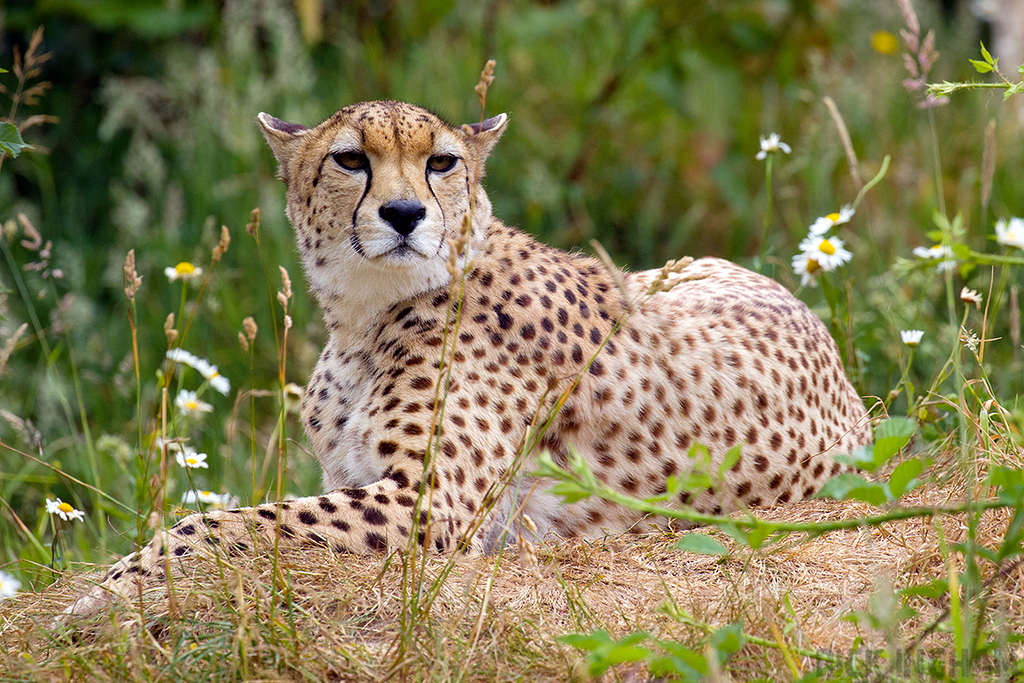 South African Cheetah | Male