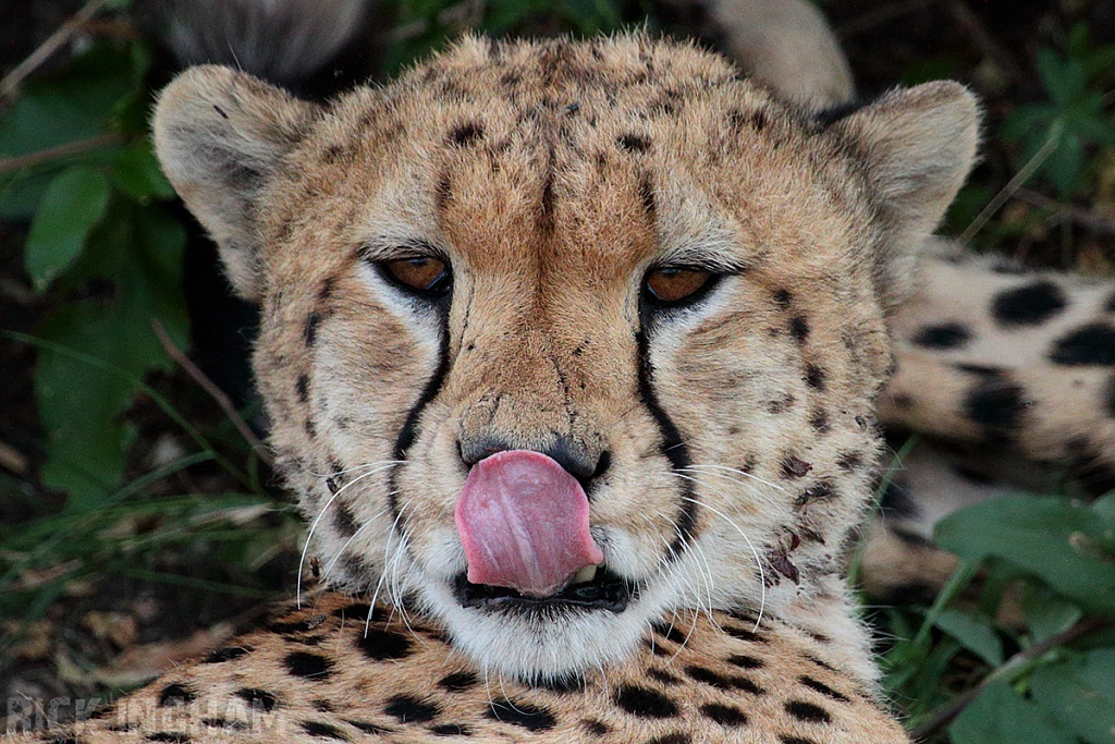 East African Cheetah